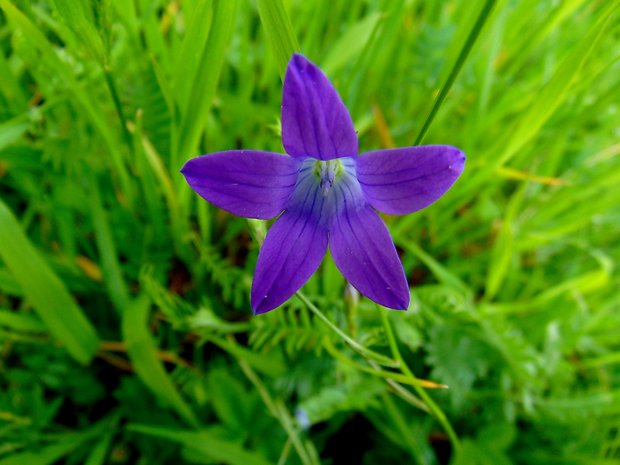 zvonček konáristý Campanula patula L.