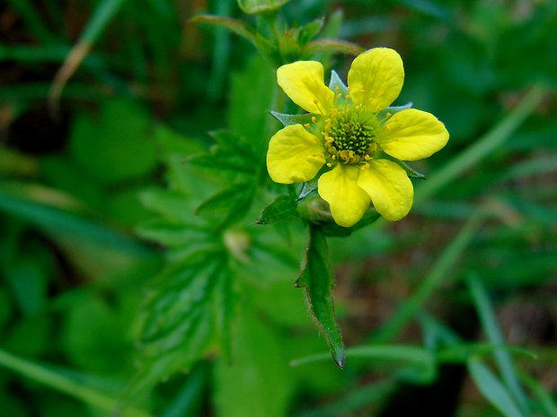 kuklík mestský Geum urbanum L.