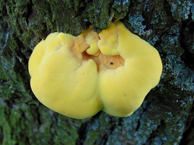 sírovec obyčajný Laetiporus sulphureus (Bull.) Murrill