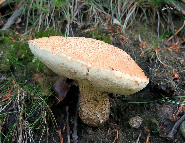 kozák brezový Leccinum scabrum (Bull.) Gray