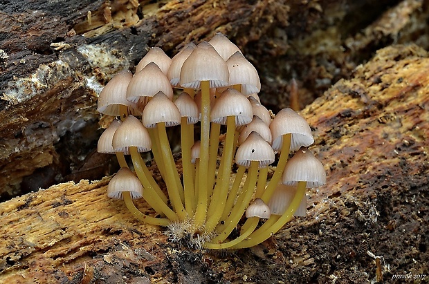 prilbička žltohlúbiková Mycena renati Quél.