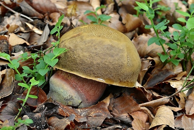 hríb zrnitohlúbikový Sutorius luridiformis (Rostk.) G. Wu & Zhu L. Yang