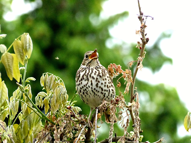 drozd plavý Turdus philomelos