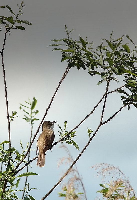 trsteniarik Acrocephalus arundinaceus