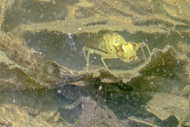 šidlo tmavé - larva Anax parthenope