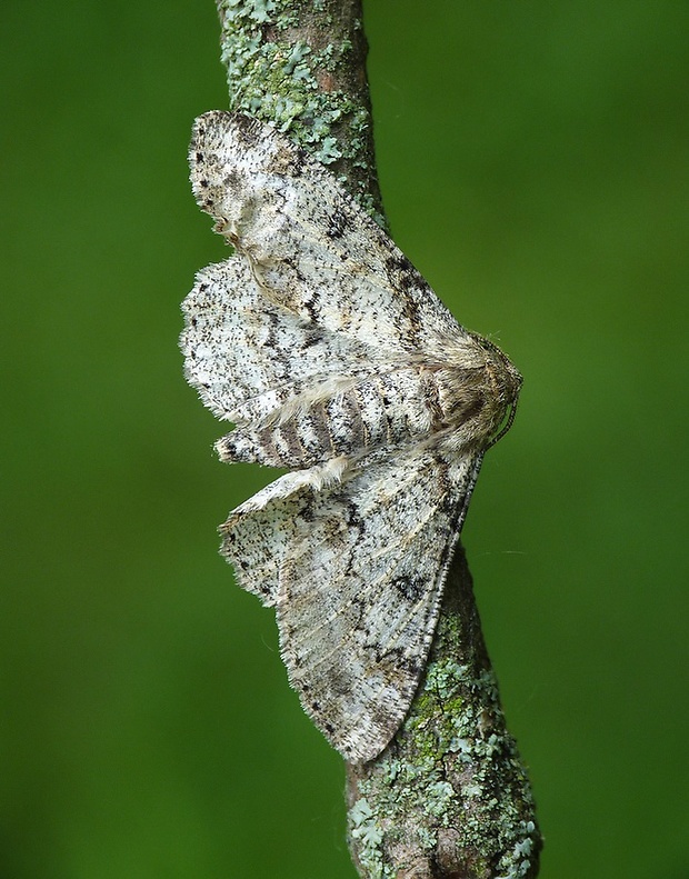 kôrovka palinová Ascotis selenaria