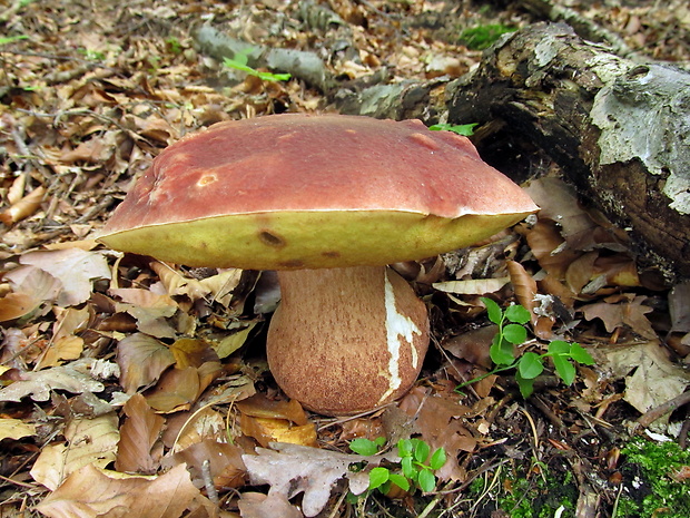 hríb sosnový Boletus pinophilus Pil. et Dermek in Pil.