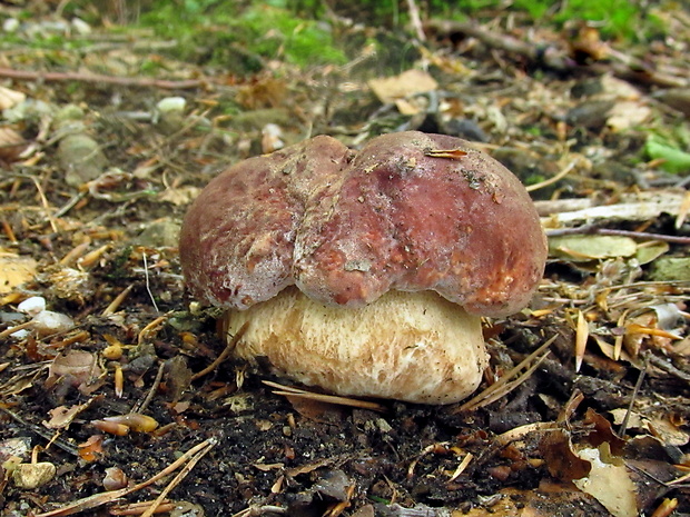 hríb sosnový Boletus pinophilus Pil. et Dermek in Pil.