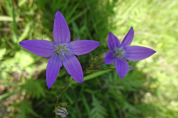 zvonček konáristý Campanula patula L.