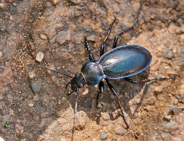 bystruška menivá Carabus zawadzkii