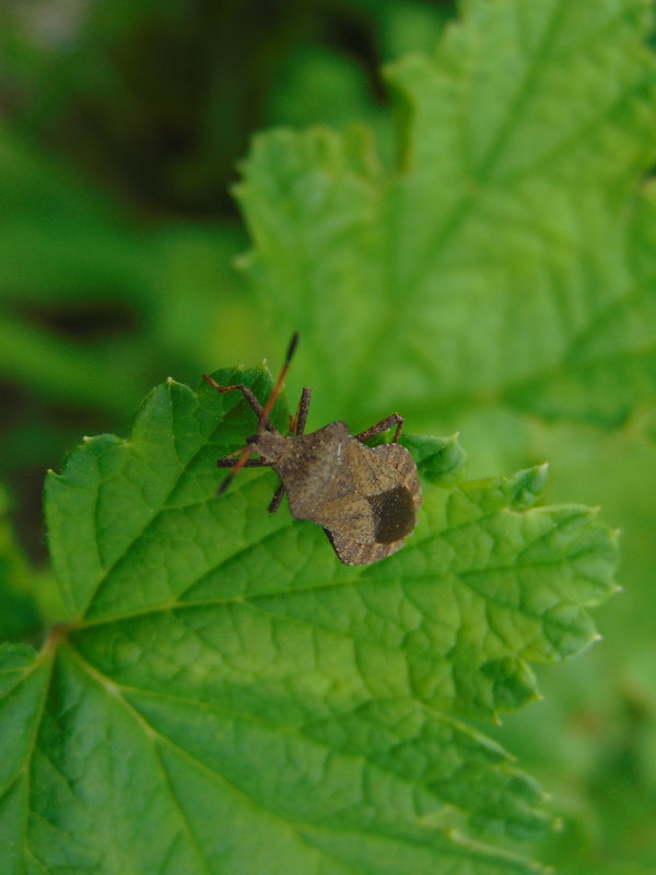 obrubnica štaviova Coreus marginatus