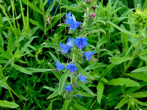 hadinec obyčajný Echium vulgare L.