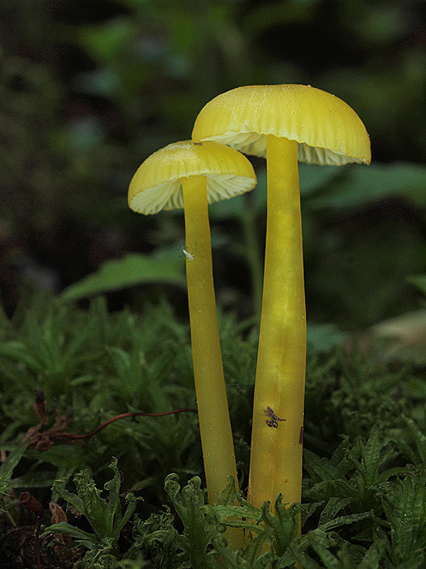 lúčnica hlienistá Hygrocybe glutinipes (J.E. Lange) R. Haller Aar.