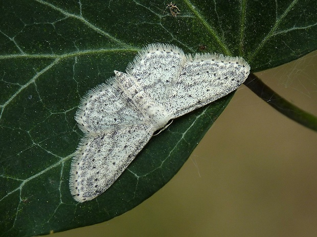 piadica čremchová Idaea seriata