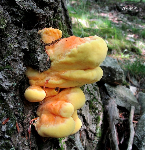 sírovec obyčajný Laetiporus sulphureus (Bull.) Murrill