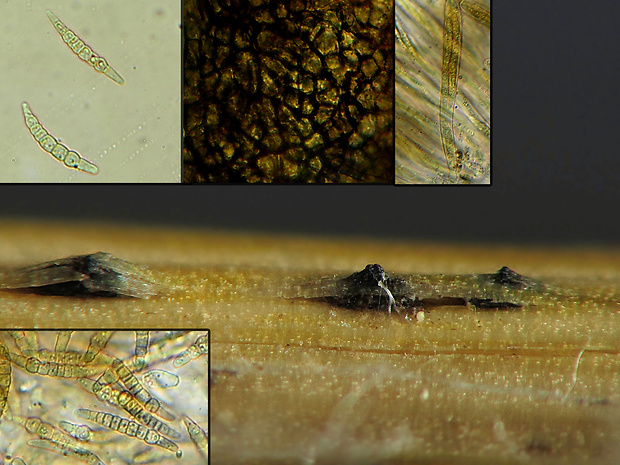 Leptosphaeria culmifraga (Fr.) Ces. & De Not.