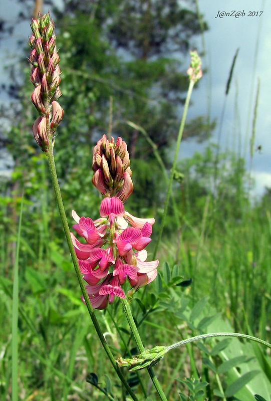 vičenec vikolistý Onobrychis viciifolia Scop.