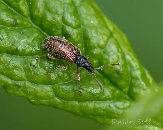 nosánik Phyllobius oblongus