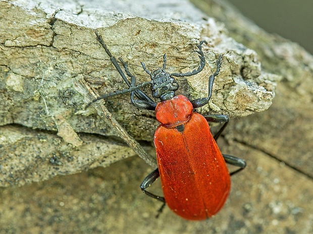 červenáček ohnivý  Pyrochroa coccinea