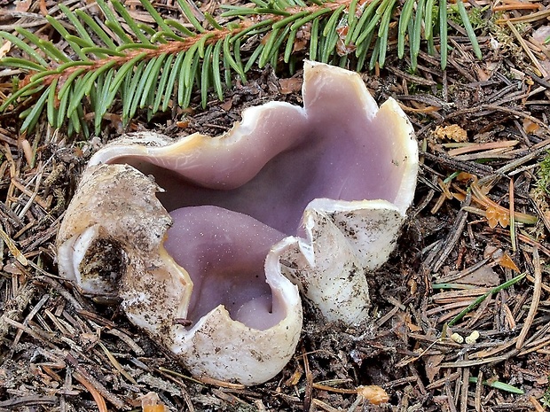 tulipánovka fialová Sarcosphaera coronaria (Jacq.) J. Schröt.