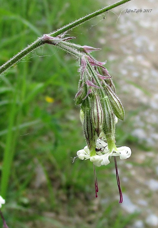 silenka ovisnutá Silene nutans L.