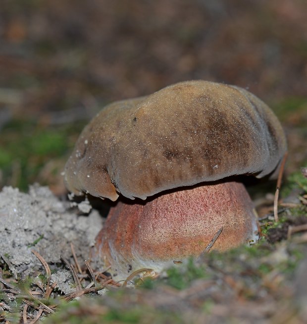 hríb zrnitohlúbikový Sutorius luridiformis (Rostk.) G. Wu & Zhu L. Yang