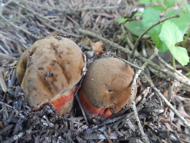 hríb zrnitohlúbikový Sutorius luridiformis (Rostk.) G. Wu & Zhu L. Yang