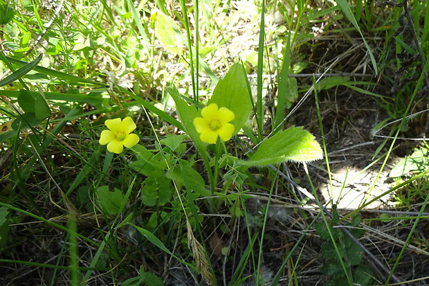 kysličkovec európsky Xanthoxalis stricta (L.) Small