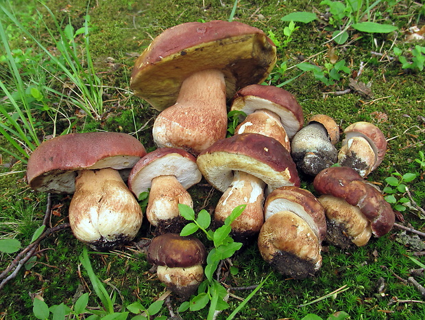 hríb sosnový Boletus pinophilus Pil. et Dermek in Pil.