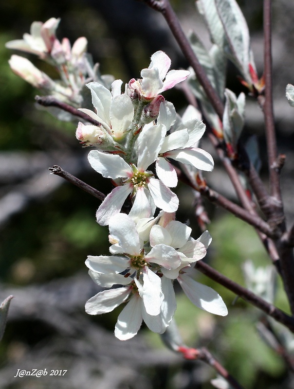 muchovník vajcovitý Amelanchier ovalis Medik.