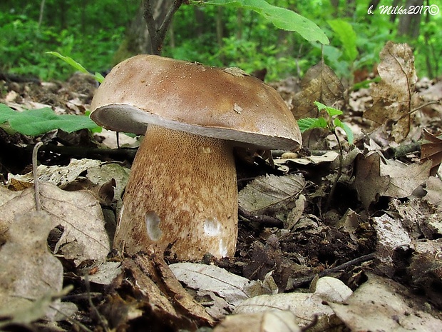 hríb dubový Boletus reticulatus Schaeff.