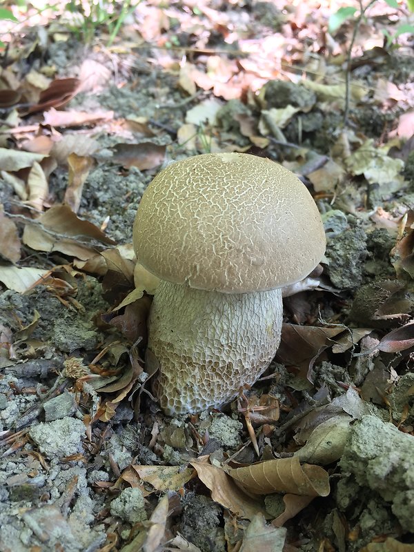 hríb dubový Boletus reticulatus Schaeff.