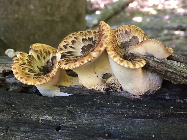 trúdnik šupinatý Cerioporus squamosus (Huds.) Quél.