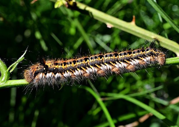 priadkovec trávový Euthrix potatoria