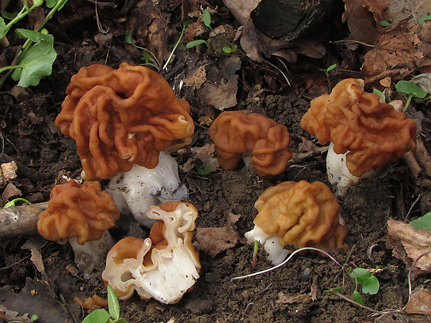 ušiak obrovský Gyromitra gigas (Krombh.) Cooke