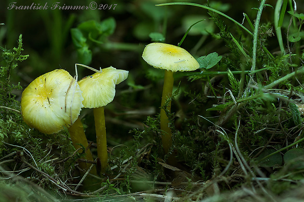 lúčnica hlienistá Hygrocybe glutinipes (J.E. Lange) R. Haller Aar.