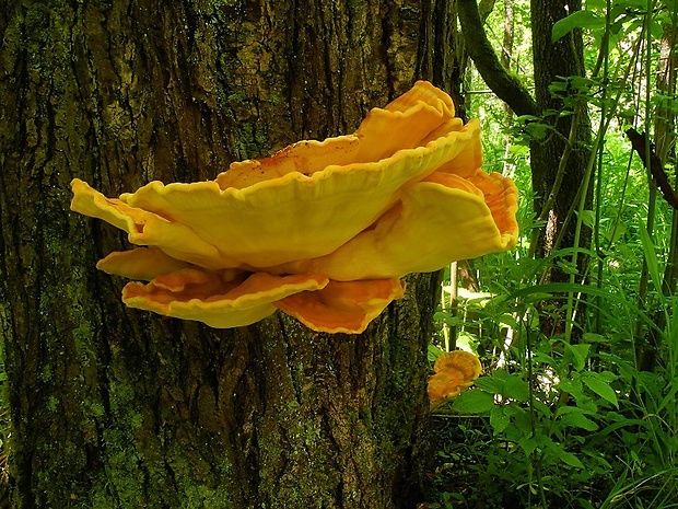 sírovec obyčajný Laetiporus sulphureus (Bull.) Murrill