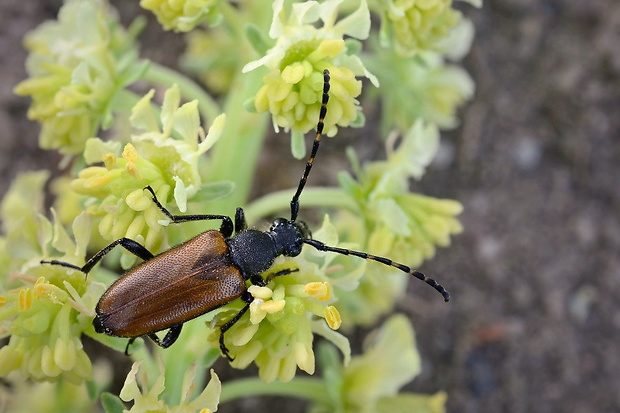 tesařík Paracorymbia maculicornis