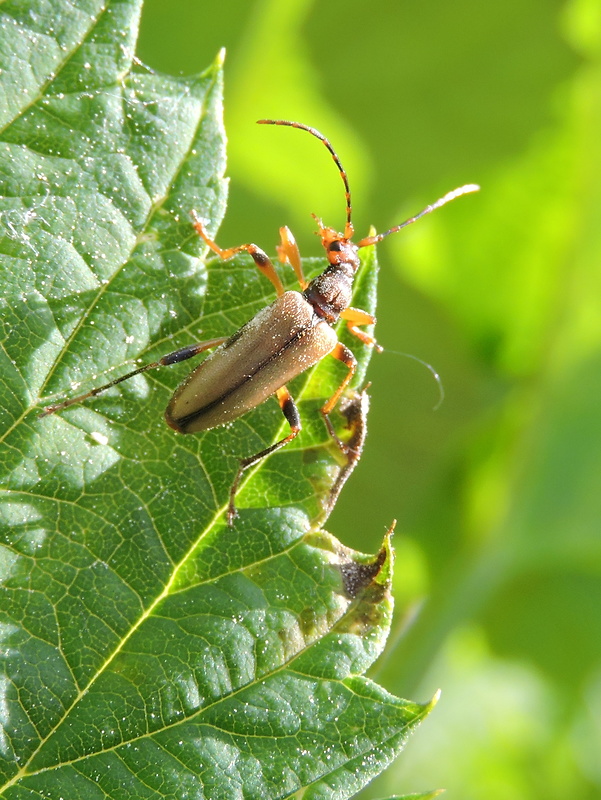 fuzáč Pidonia lurida  var. notaticollis