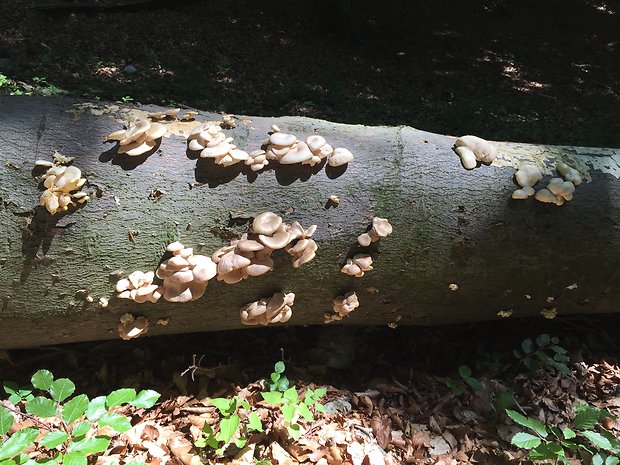 hliva buková Pleurotus pulmonarius (Fr.) Quél.