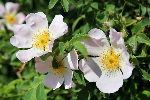 ruža šípová Rosa canina L.