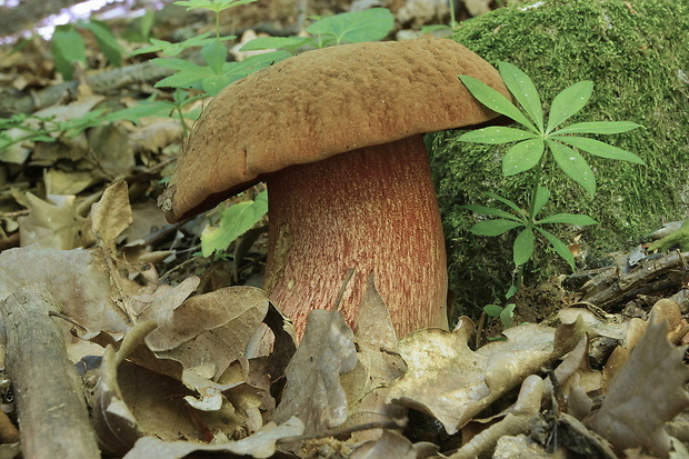 hríb zrnitohlúbikový Sutorius luridiformis (Rostk.) G. Wu & Zhu L. Yang