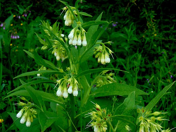 kostihoj lekársky -albin Symphytum officinale L.