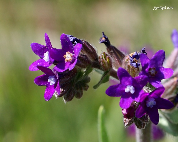 smohla lekárska Anchusa officinalis L.