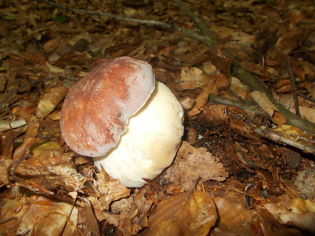 hríb sosnový Boletus pinophilus Pil. et Dermek in Pil.