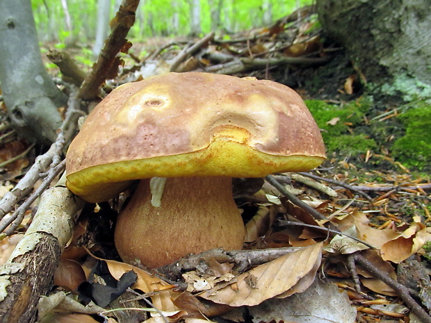 hríb sosnový Boletus pinophilus Pil. et Dermek in Pil.