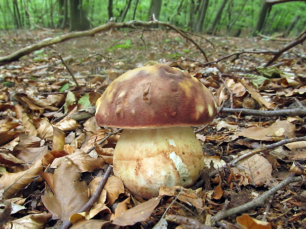 hríb sosnový Boletus pinophilus Pil. et Dermek in Pil.