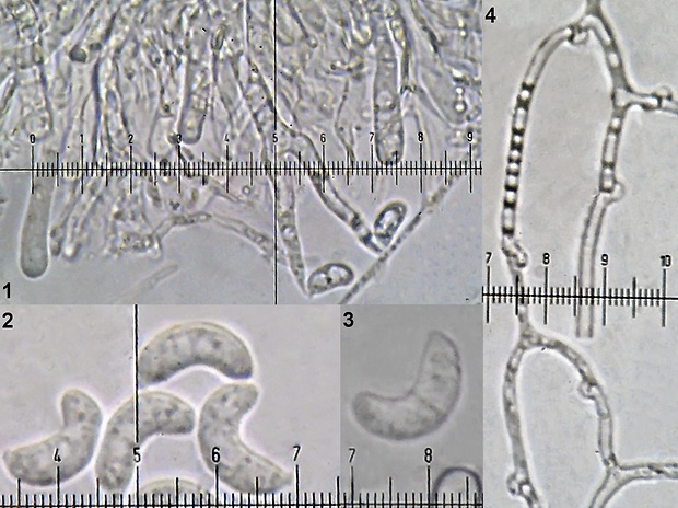 Cerinomyces tatrensis Polhorský, Peiger & Tomka