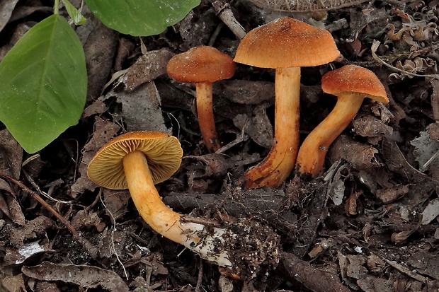 pavučinovec Cortinarius sp.