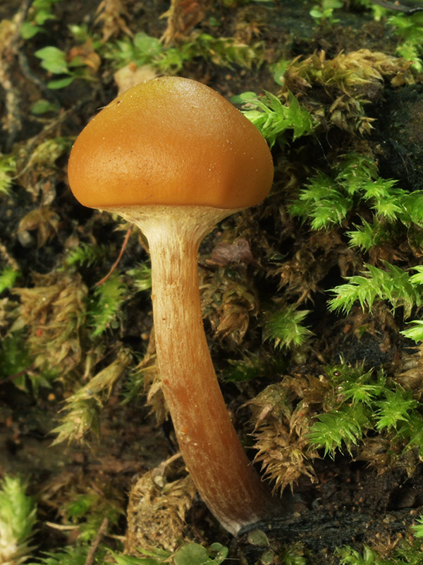 kapucňovka okrovohnedastá Galerina marginata (Batsch) Kühner